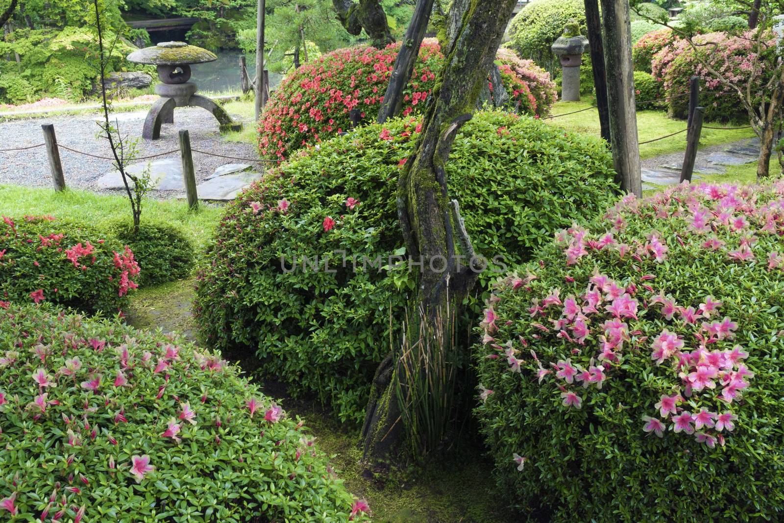 Japanese Zen garden with blossom azalea bushes by summer