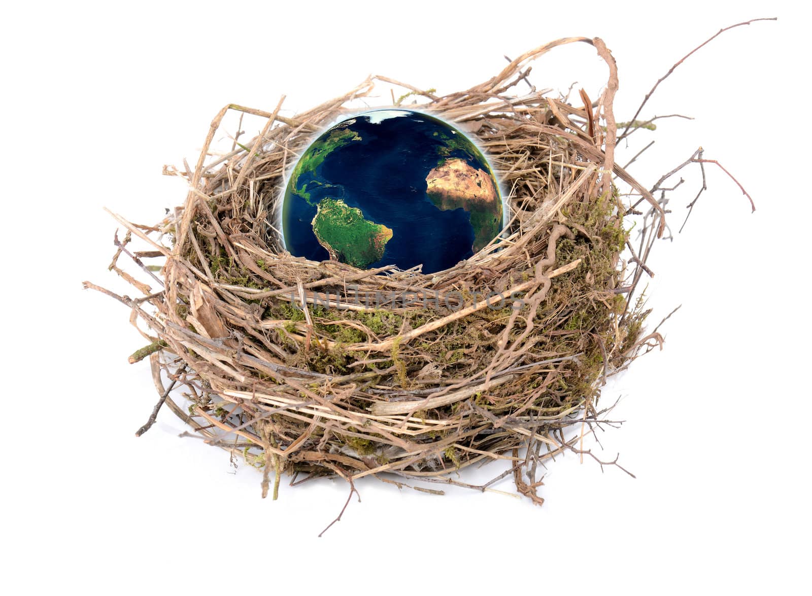 world in a nest