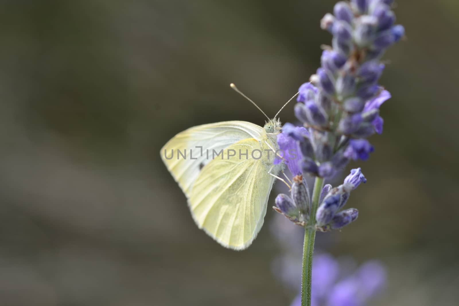 Small white Butterfly on lavender