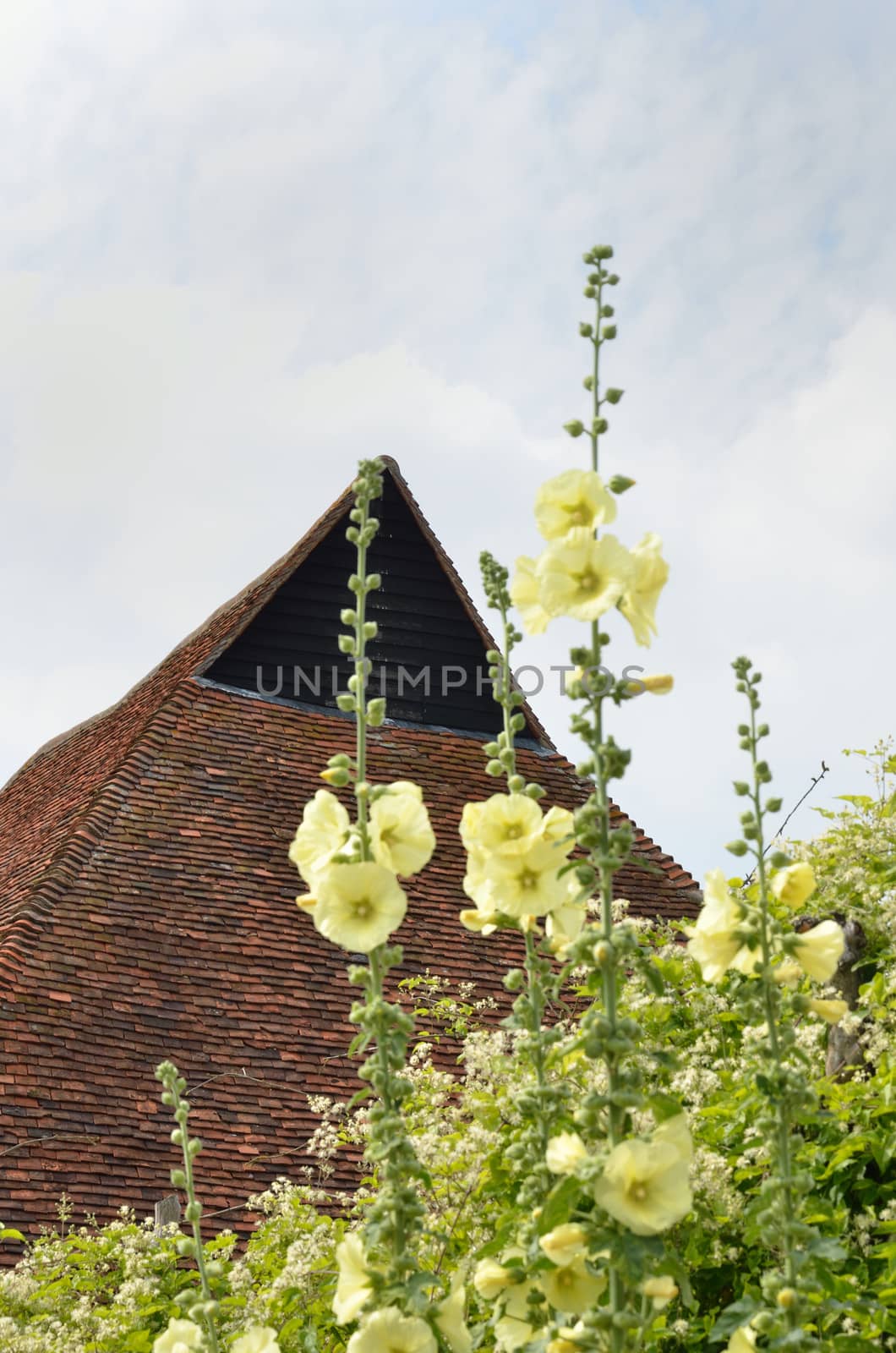 Yellow Hollyhocks with barn background