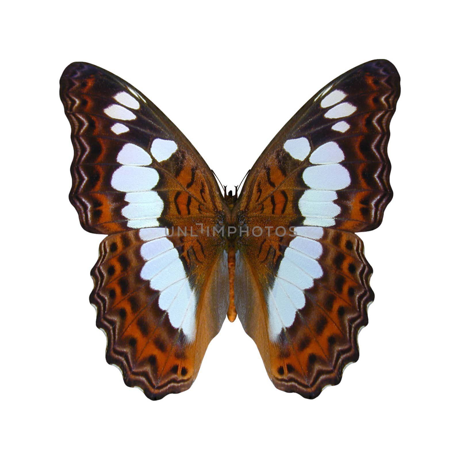 3D digital render of a White Admiral butterfly, isolated on white background