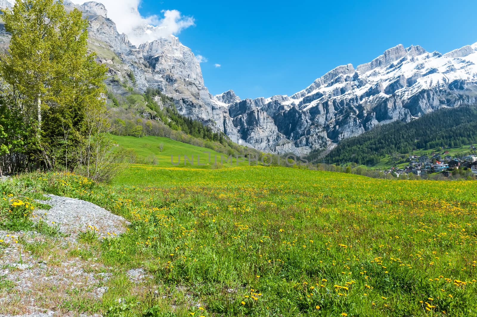 Field with dandelions on a background of the Bernese Alps