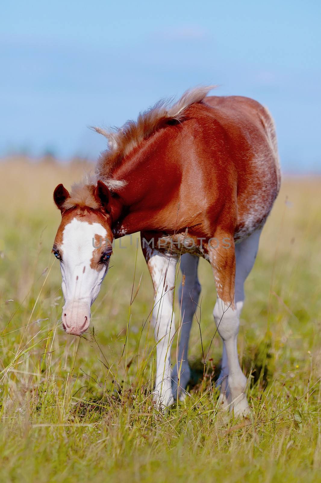 Foal on a meadow. The horse is grazed. Horse on a pasture. The horse eats a grass.