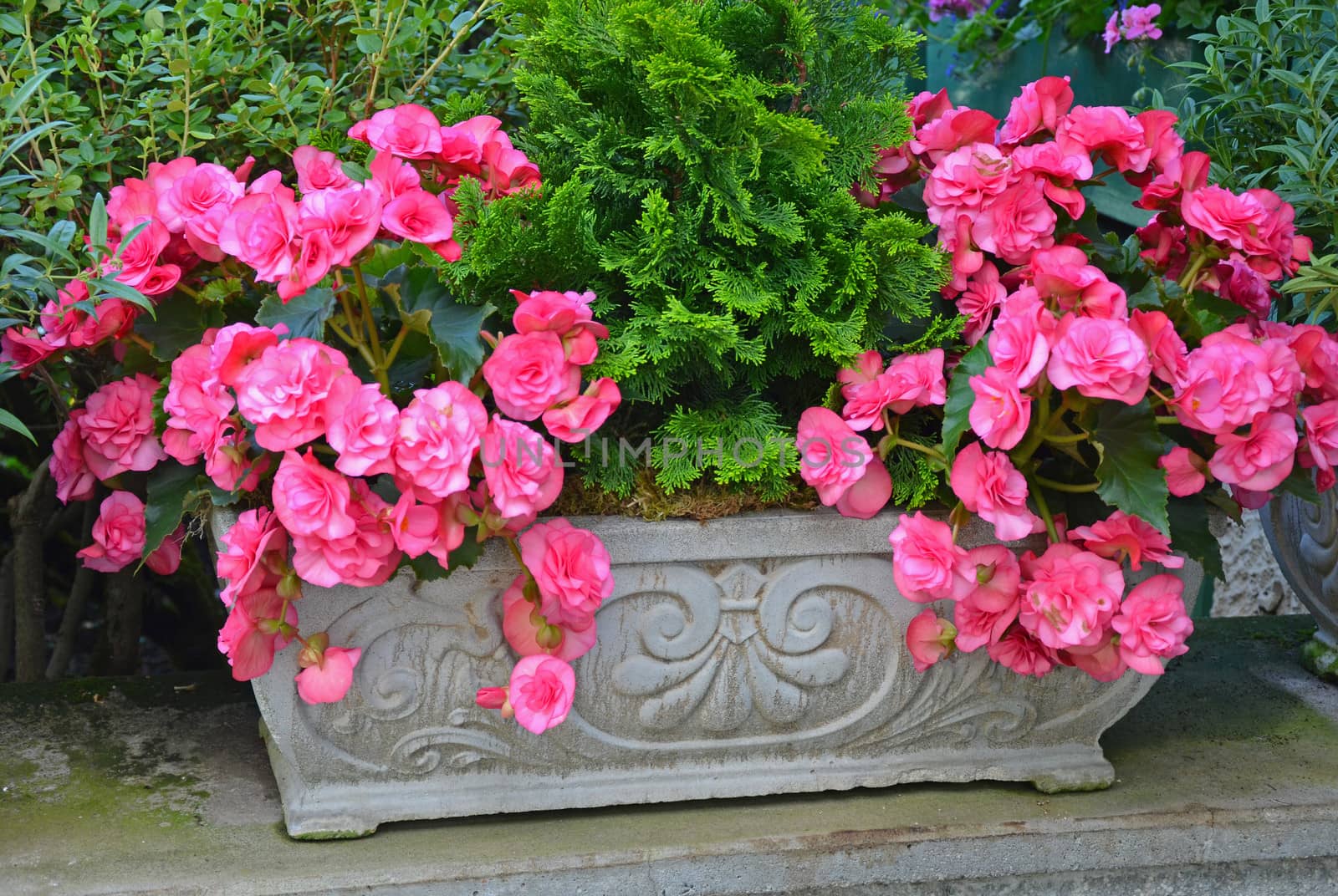 Beautiful pink begonias in stone flower planter