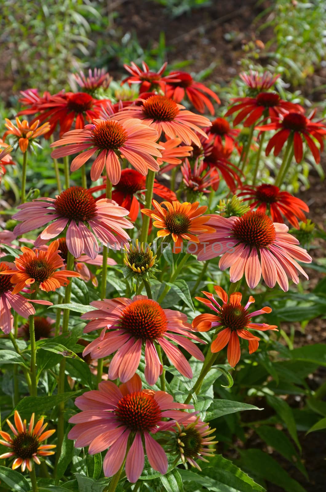 Beautiful pink echinacea flowers blooming in summer