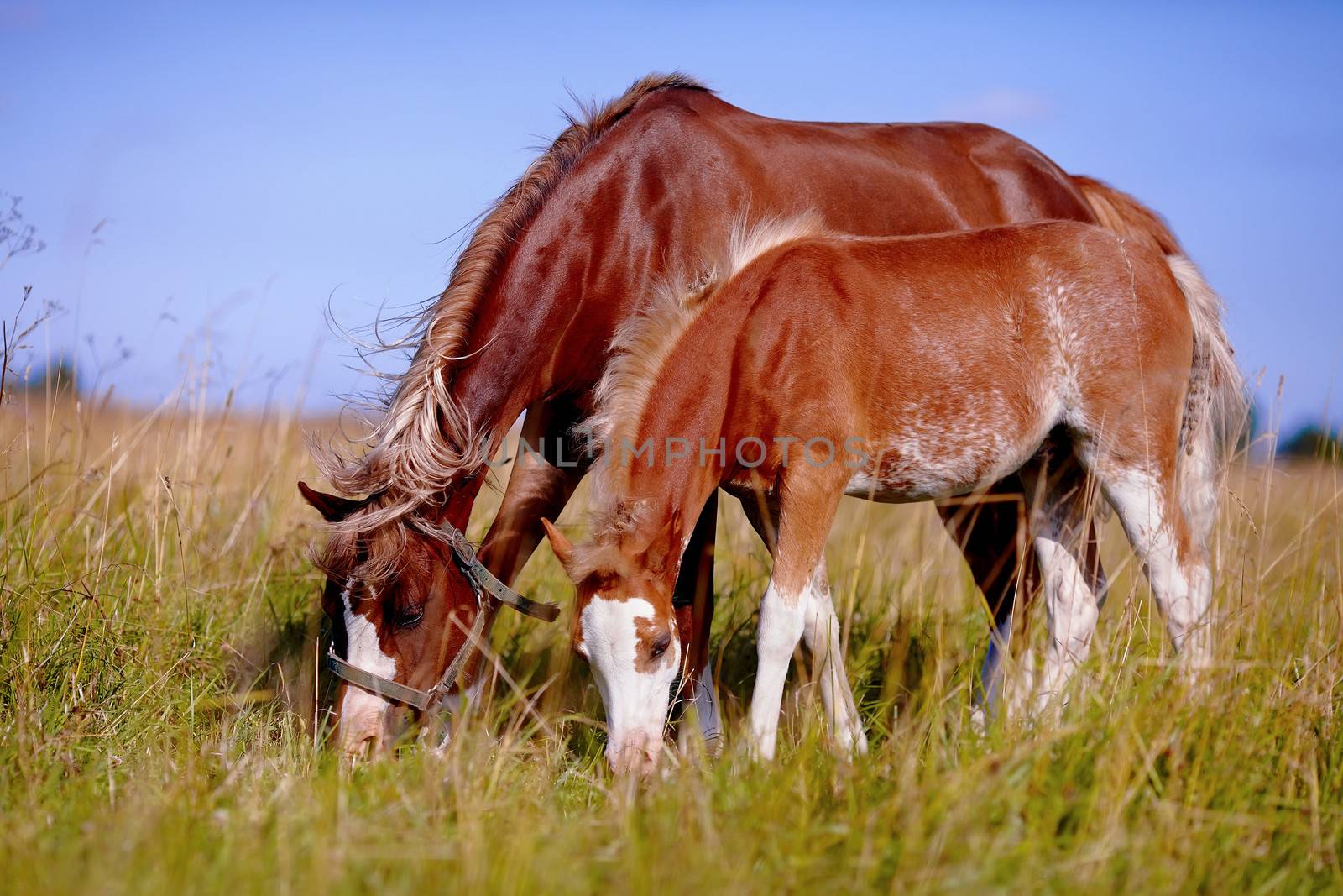 Red horses. The horses is grazed. Horses on a pasture. The horses eats a grass. Mare with a foal on a meadow.