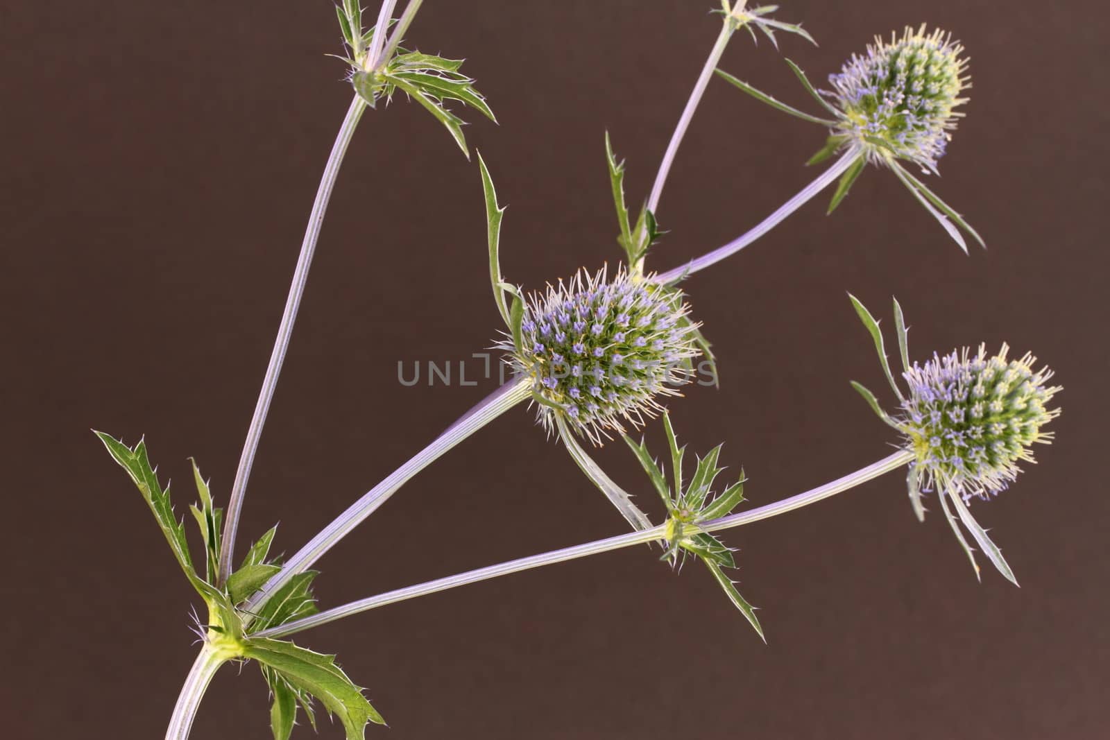 Sea Holly