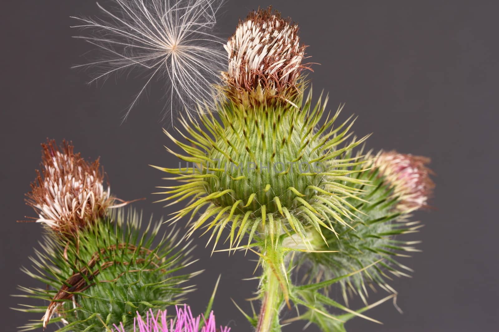 Thistle and seed