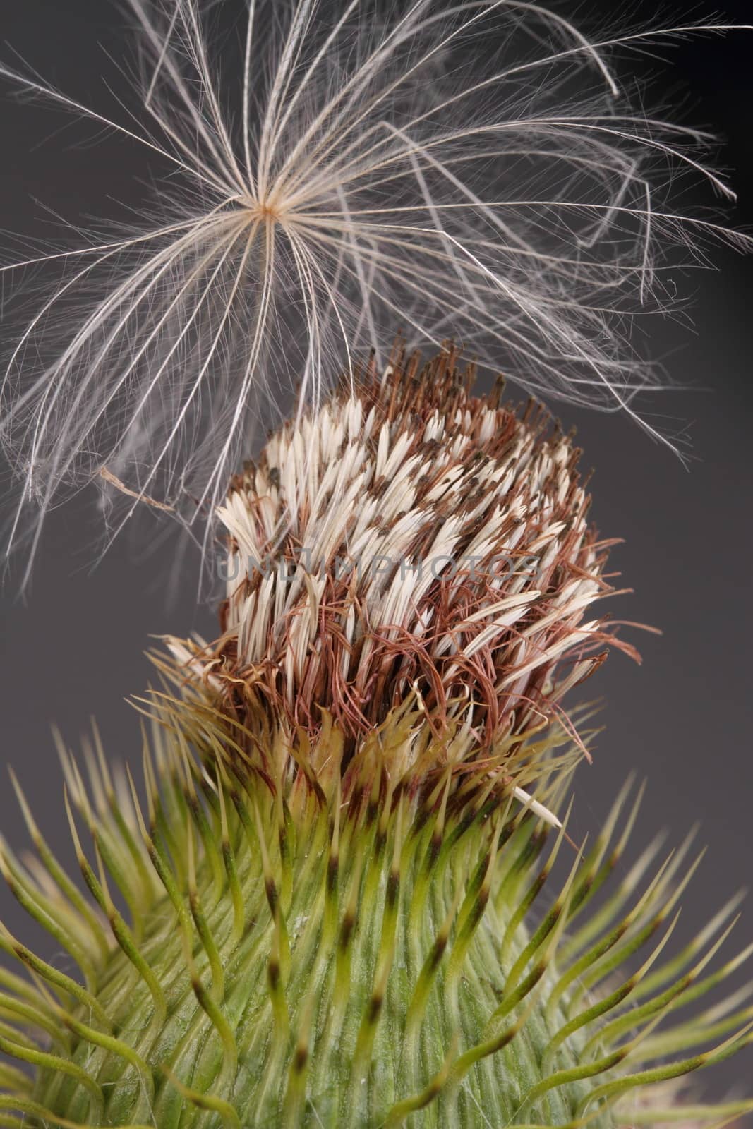 Thistle and seed