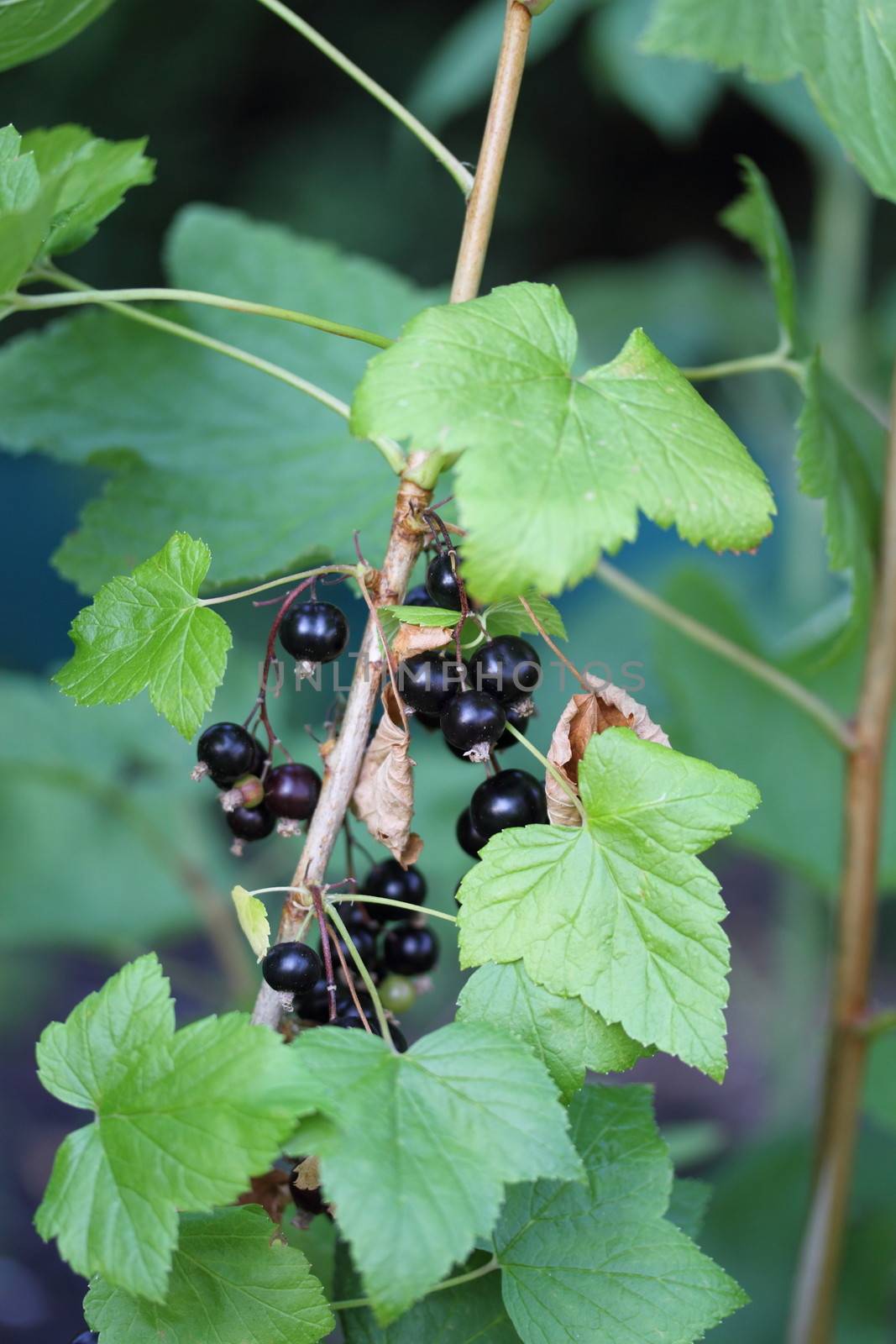 Blackcurrants