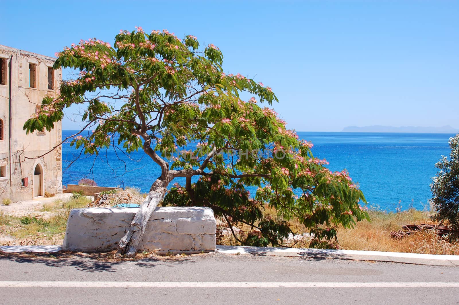 Acacia costantinopoli in crete, Greece