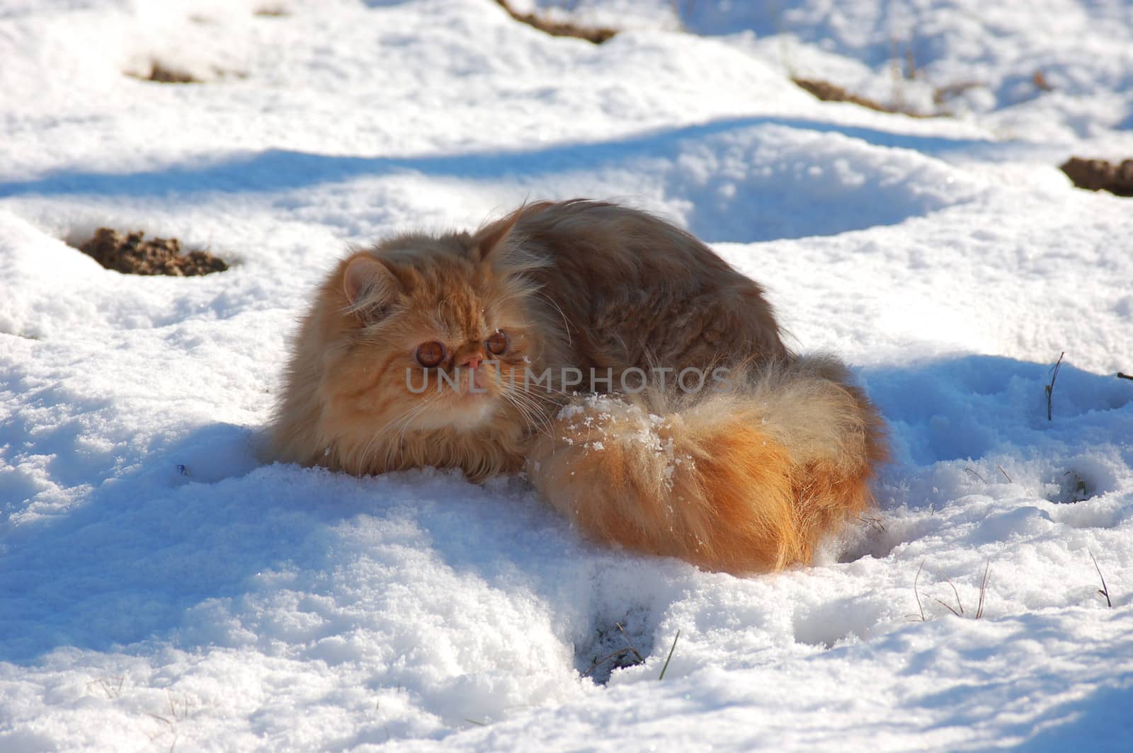 Red persian cat on snow