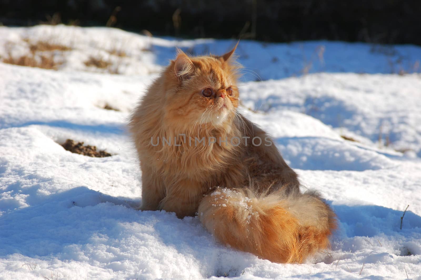 Red persian cat on snow