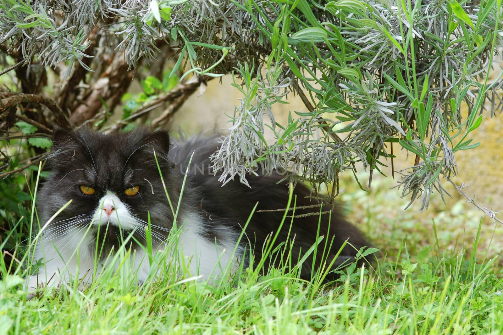 Blue tabbie persian cat under rosemary