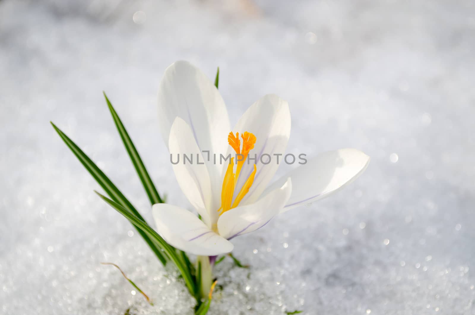 white saffron crocus first spring flower bloom closeup between last snow