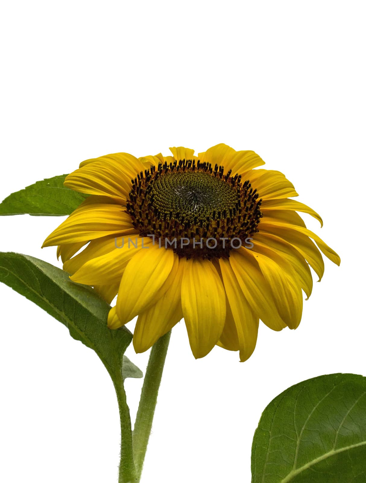 sunflower on white background