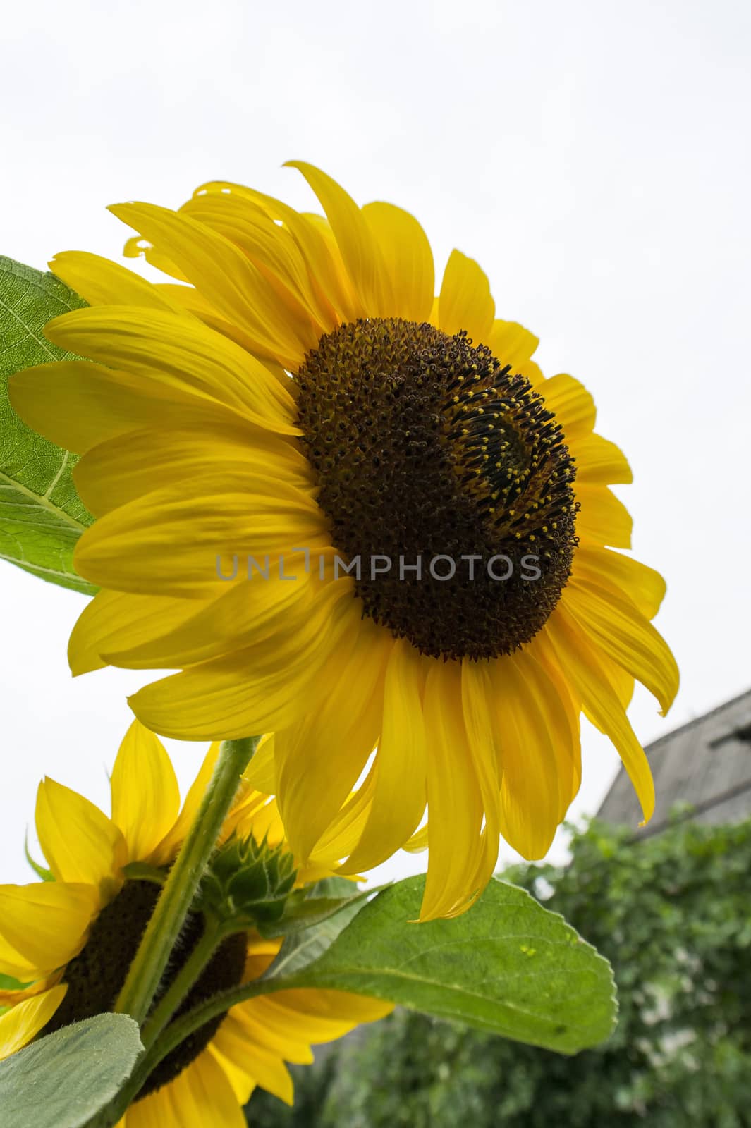 blooming sunflower