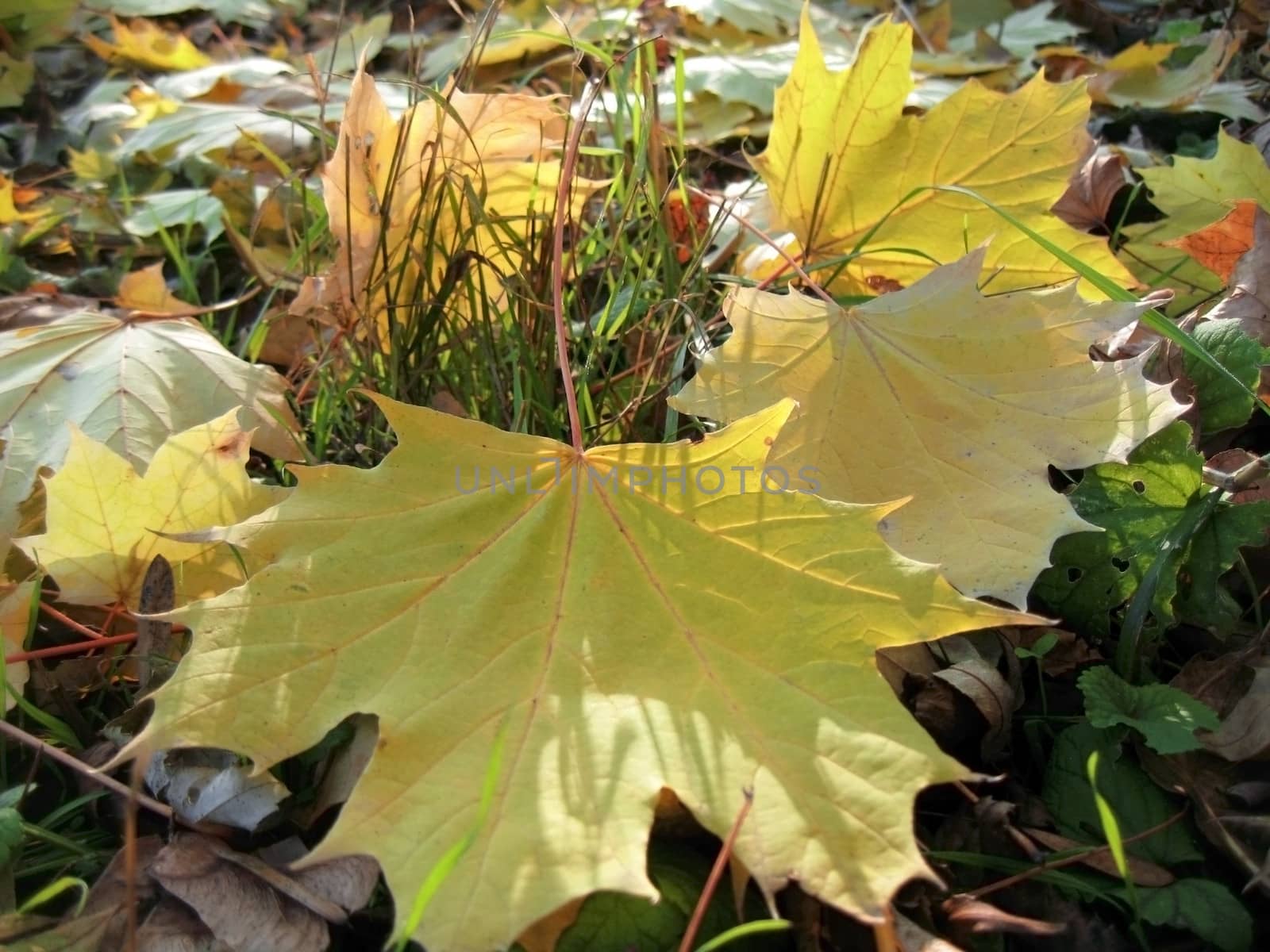Yellow fallen leaf and green grass on the autumn forest ground