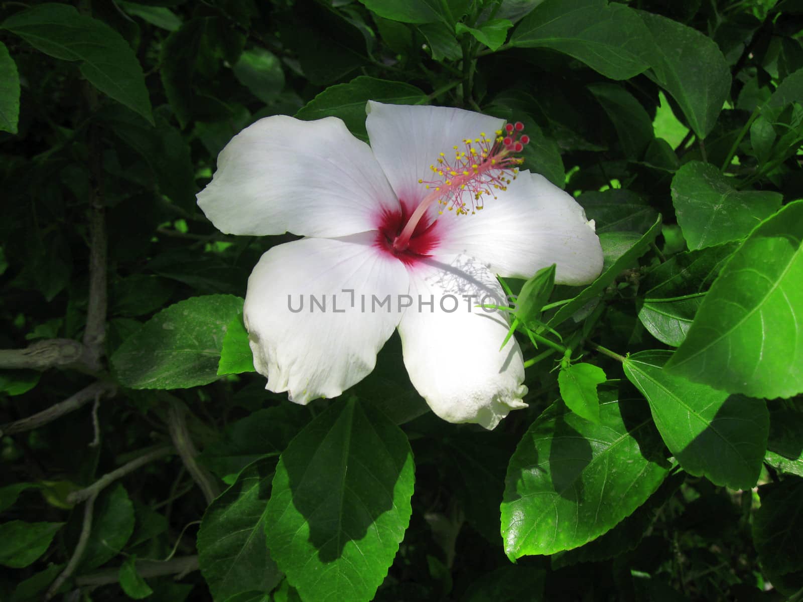 White hibiscus blooming on the summer field
