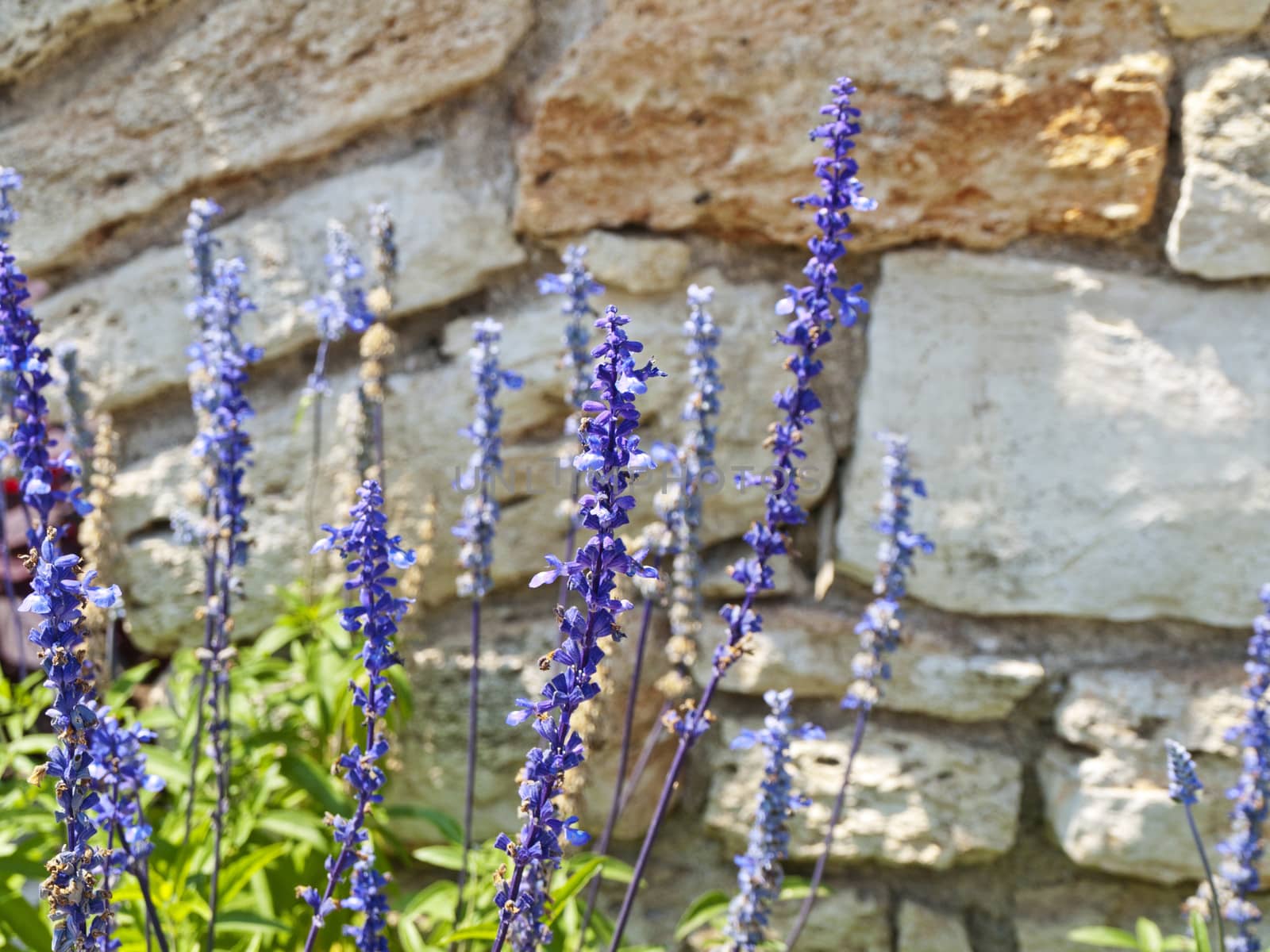 Lavender Flowers Near Stone Wall