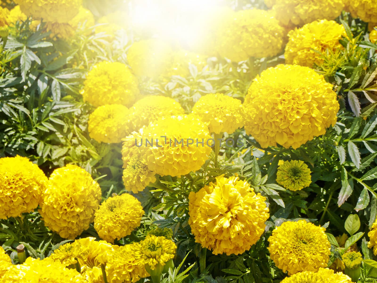 Yellow Flowers Sunny Summer Bright Meadow