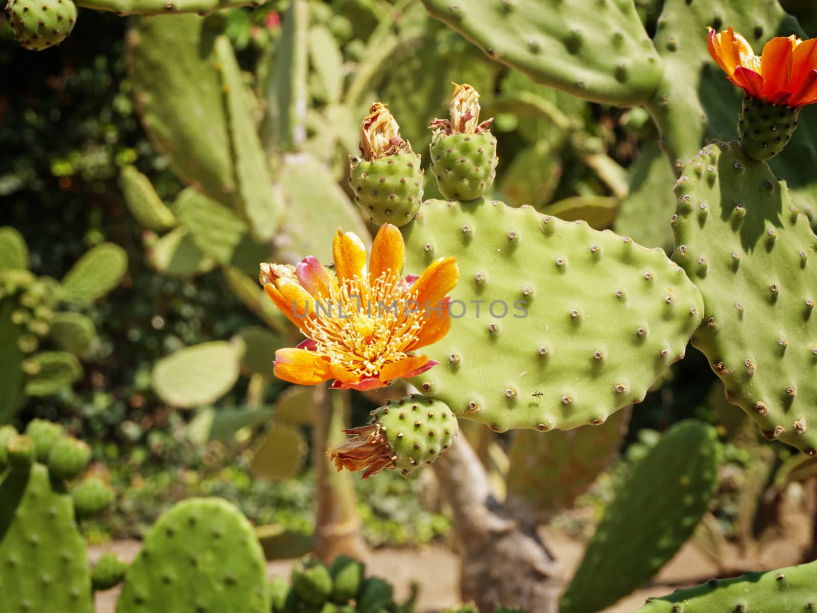 Photo of Green Growing Cactus Plant With Flower