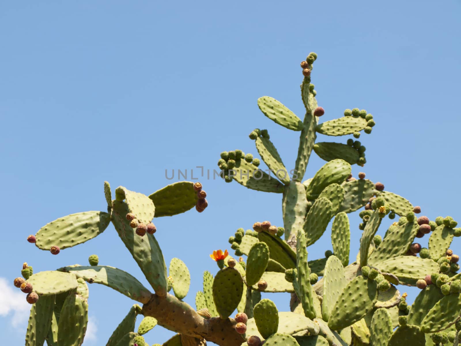 Photo of Green Growing Cactus Plant Over Blue Sky