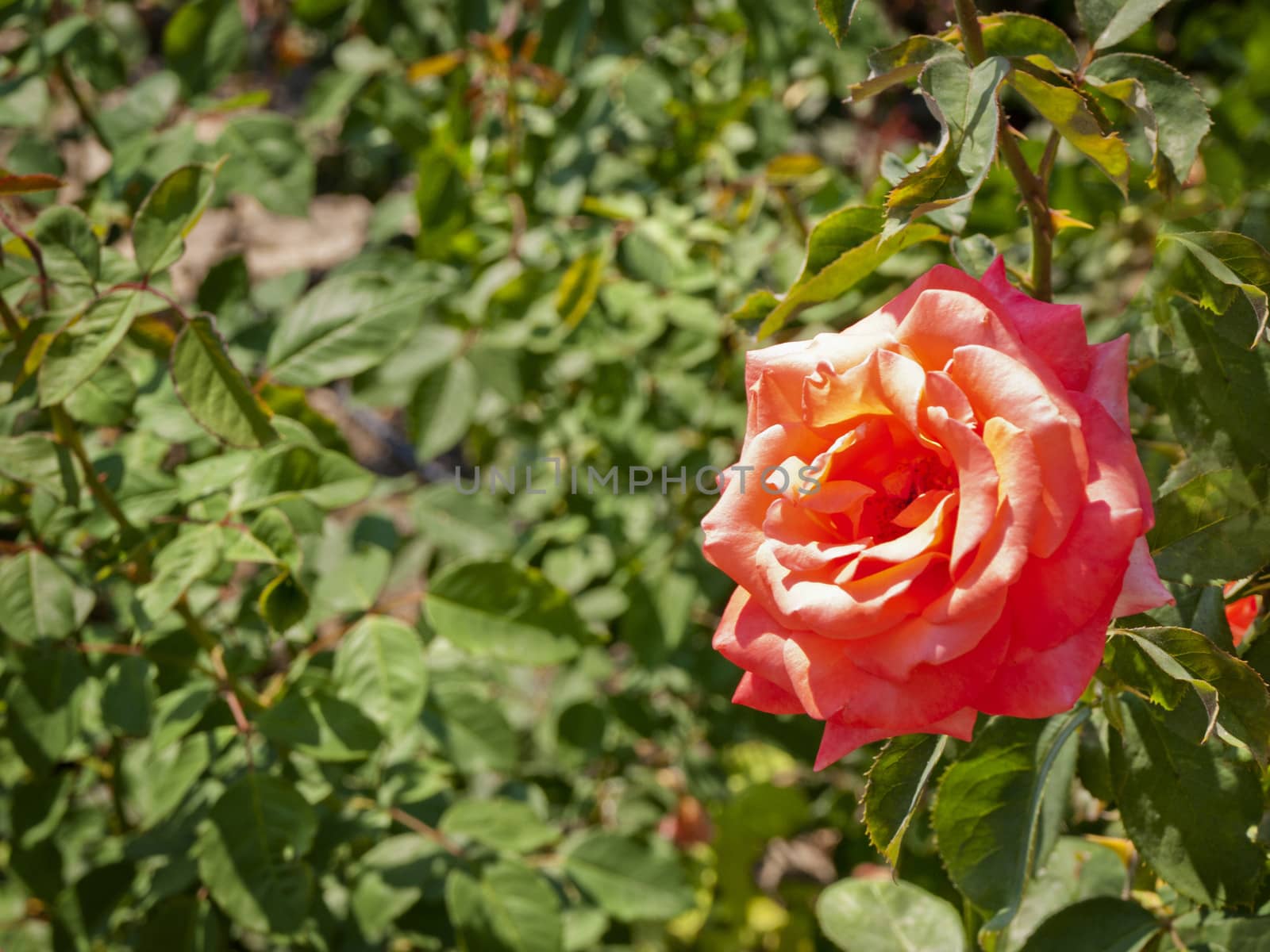 Single Pink Rose Over Green Leaves