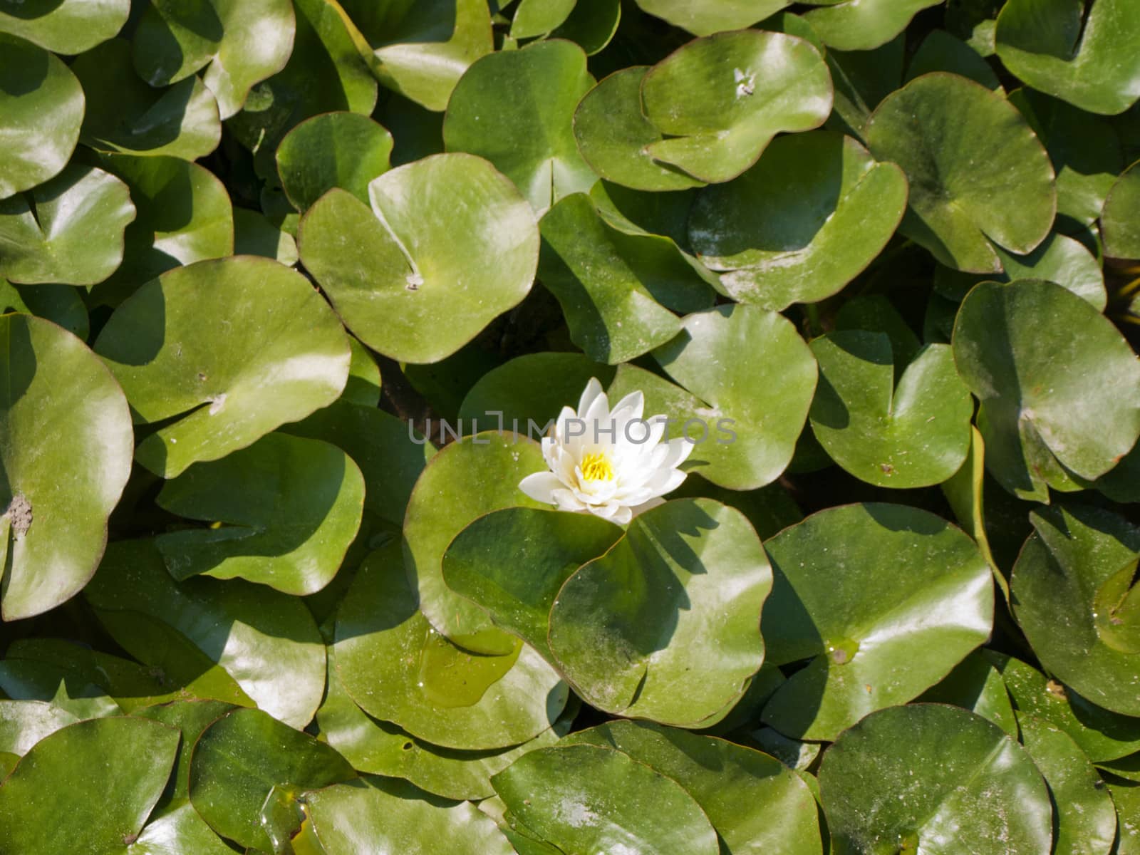 Single White Water Lily Over Green Leaves 