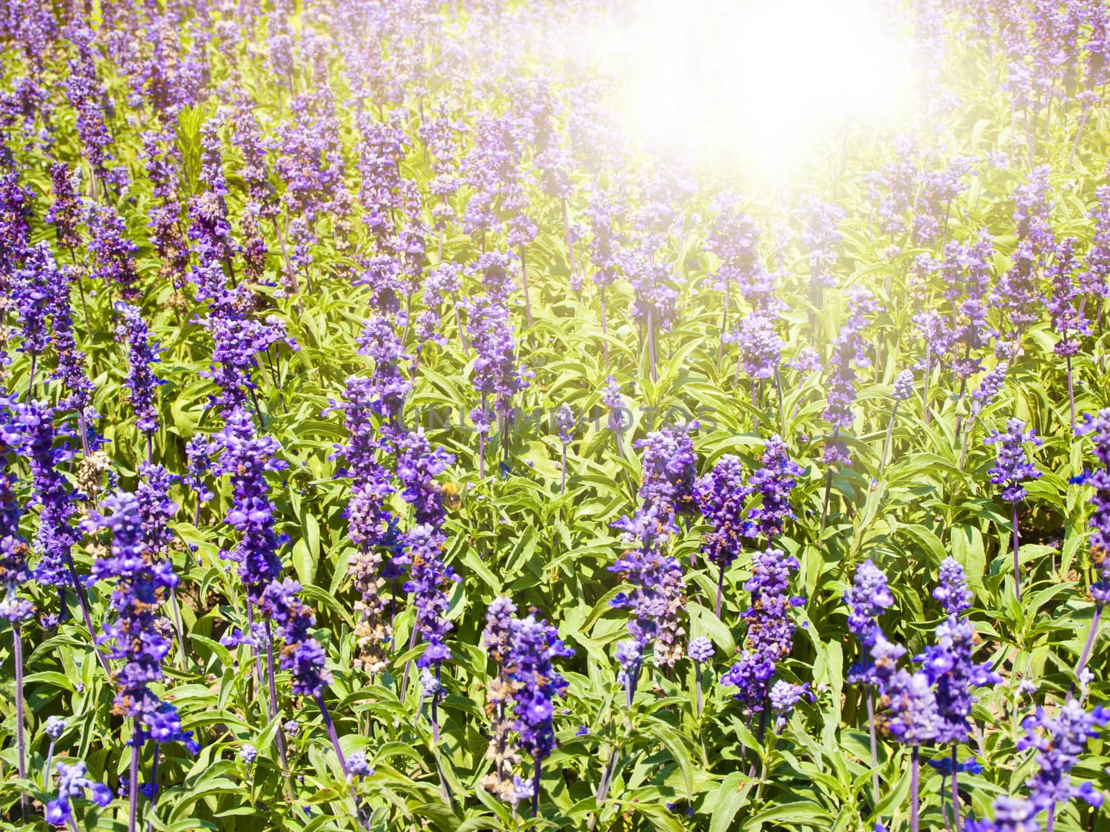 Lavender Flowers Field in Sunny Day 