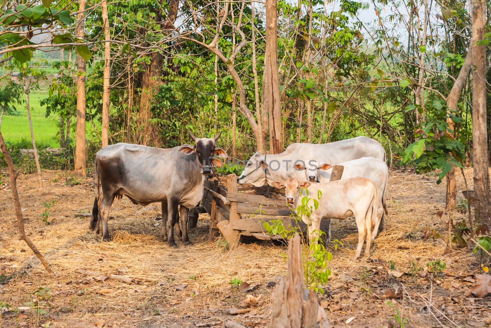 Cow Farm in Countryside.