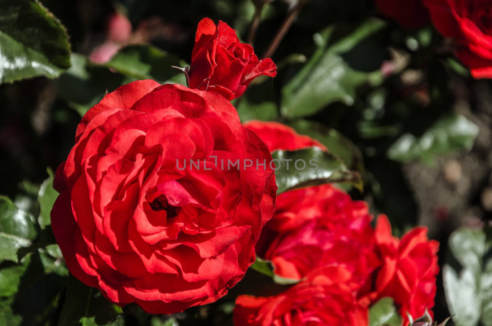 A red rose in the International Rose Test Garden in Portland, Oregon
