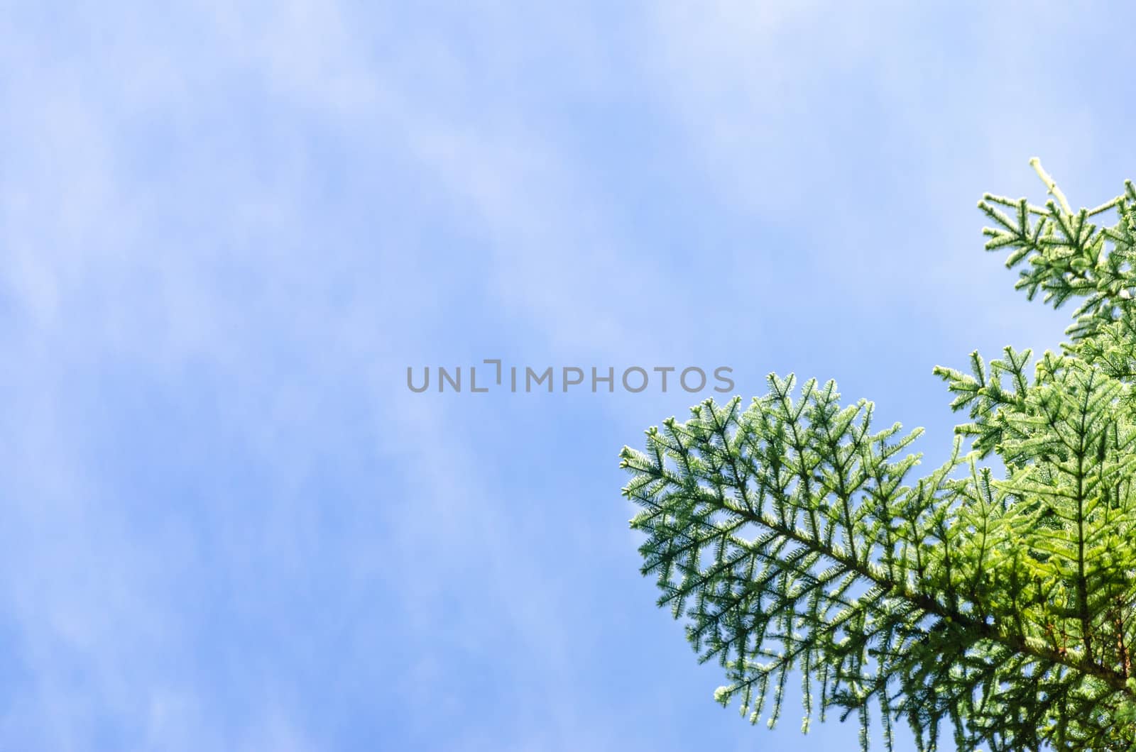 Blue sky and a green pine tree branch