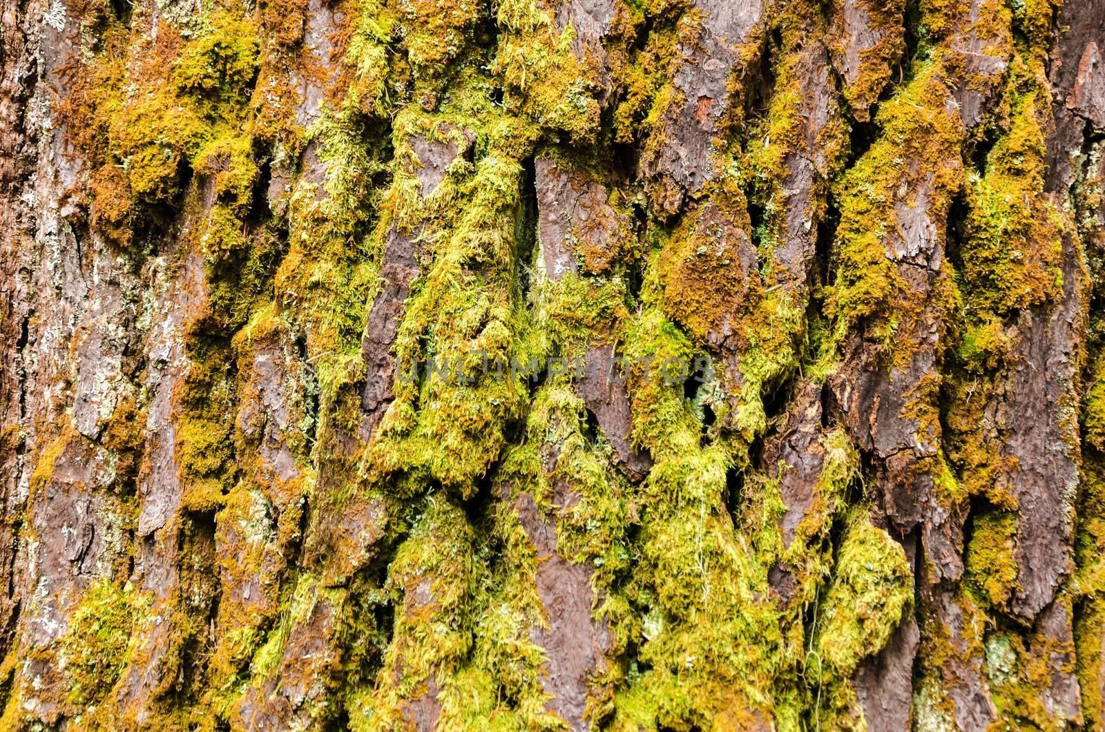 Moss covered tree bark texture