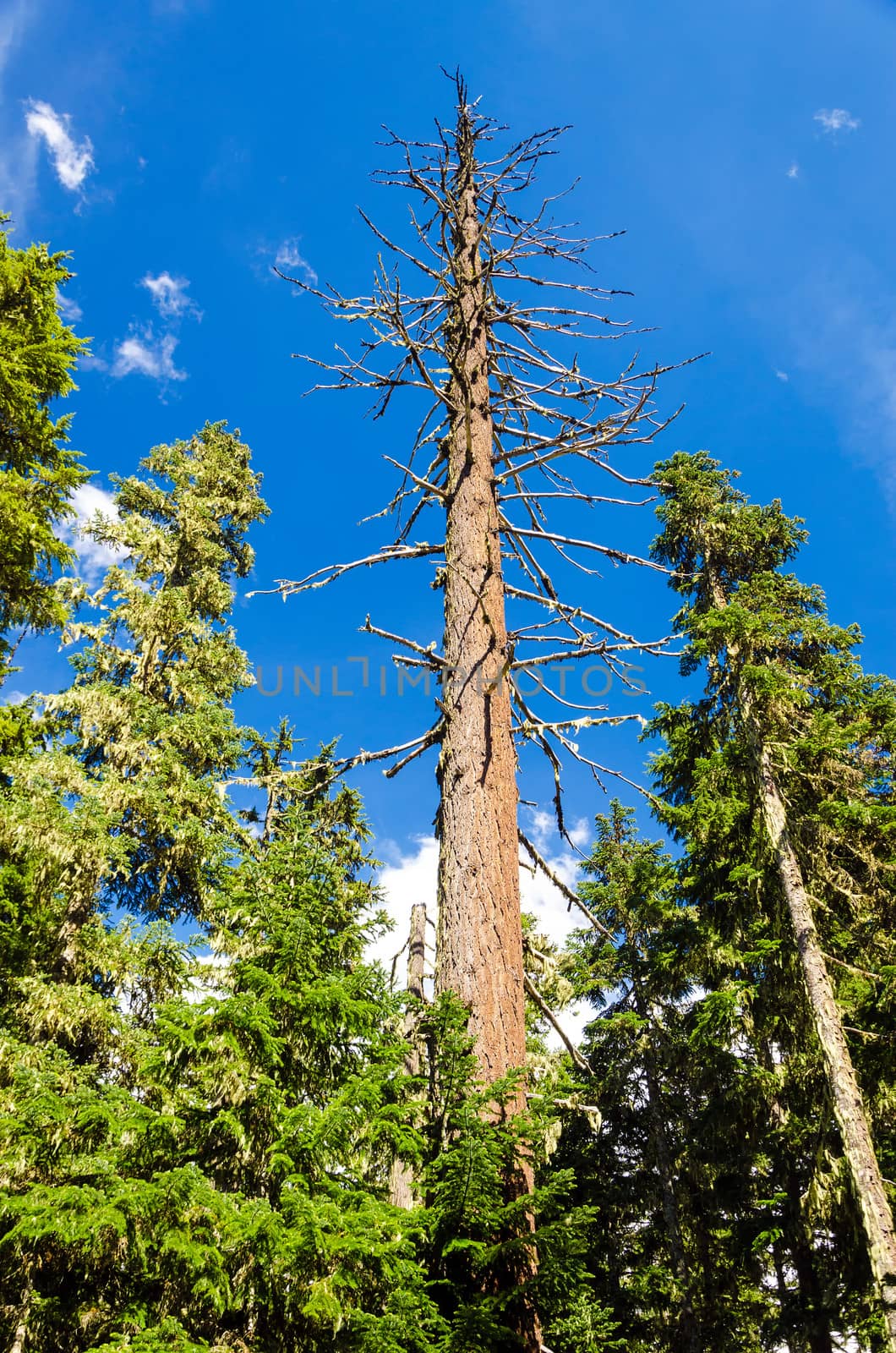 Dead pine tree rising high above living pine trees in Mt. Hood National Forest