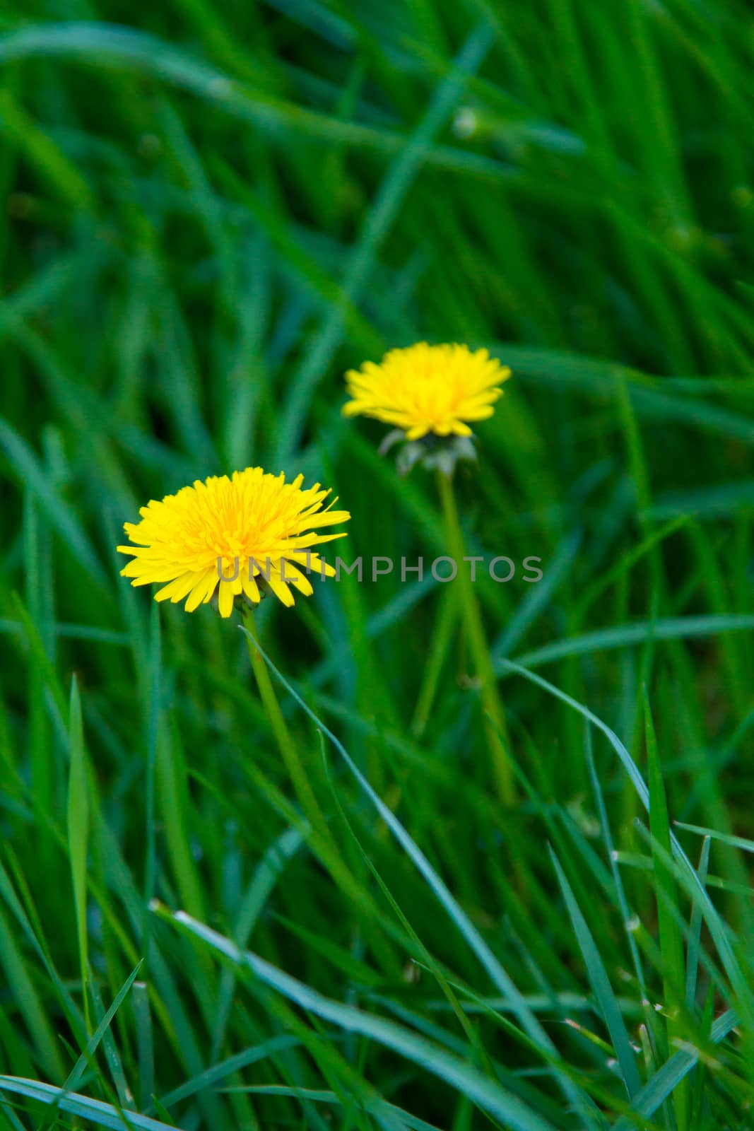 Yellow flowers stand out in this tall green grass from the stalk of a dandelion while it is still flowered.