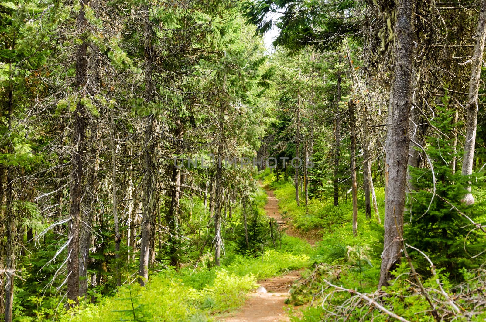 Trail running through Mt. Hood National Forest