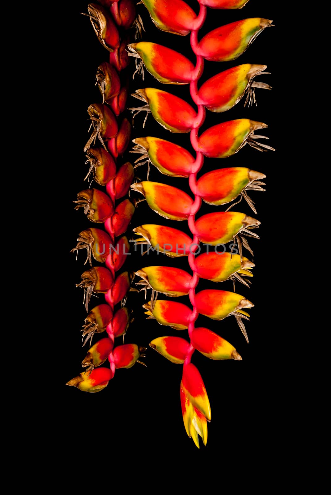 Bunch of Bird of Paradise Flower, Isolated.