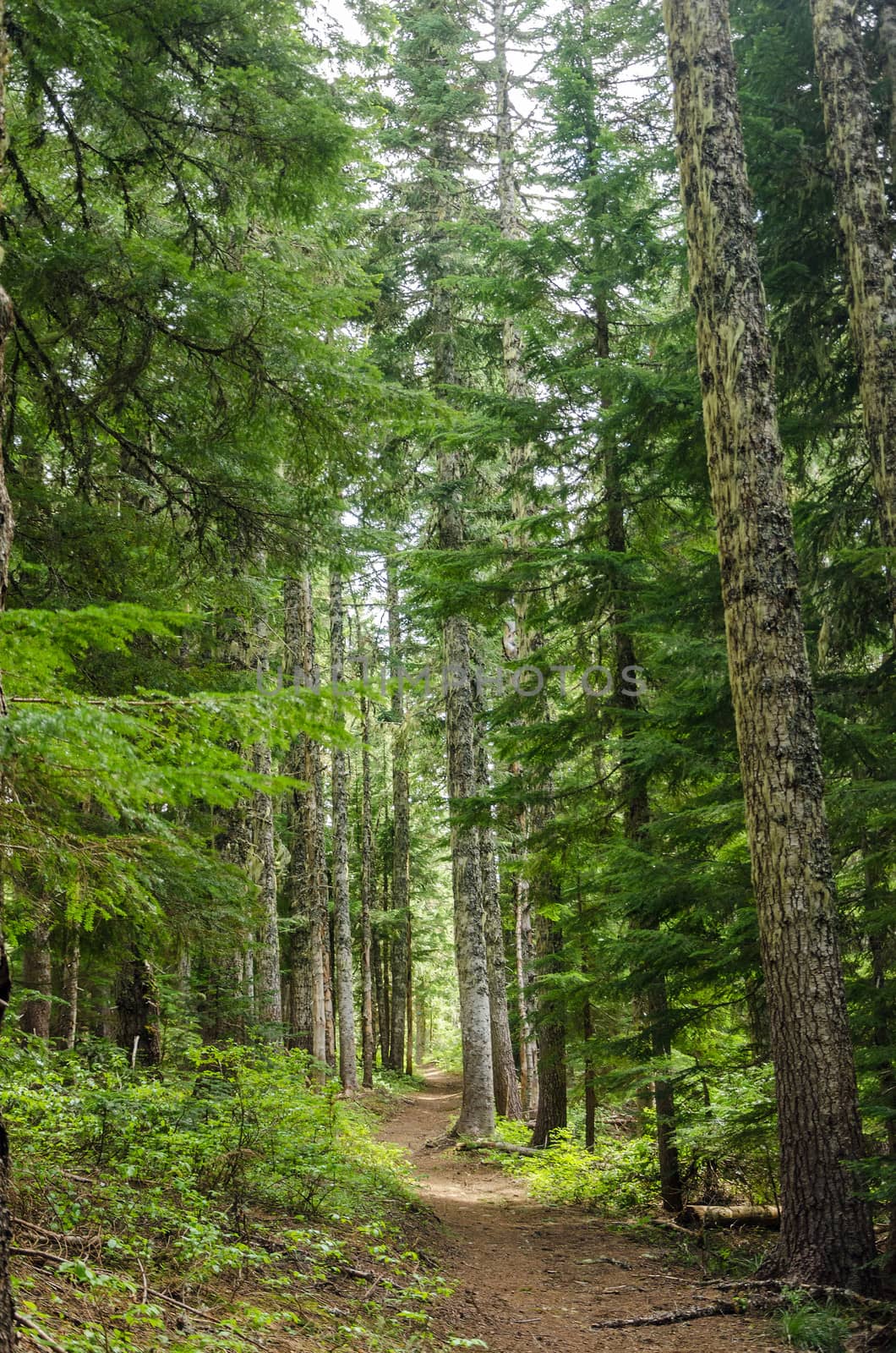 Trail passing through tall pine trees in Oregon