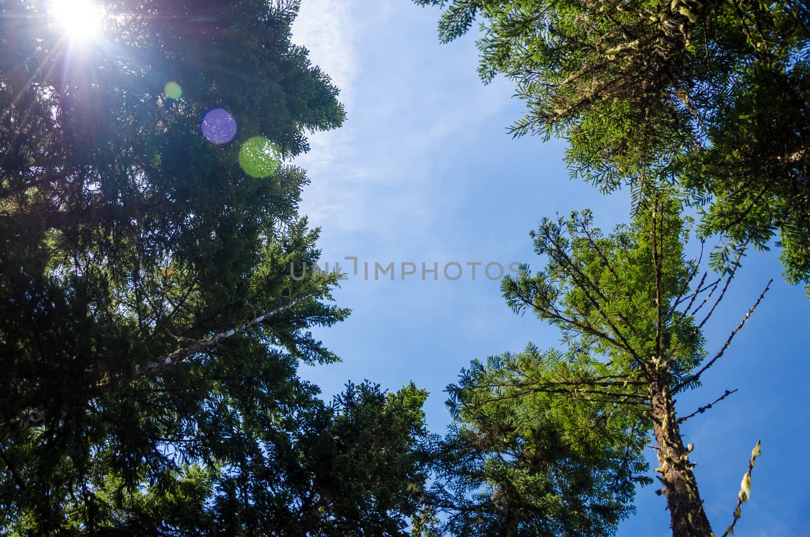 Looking up at pine trees with the sun and some lens flare visible