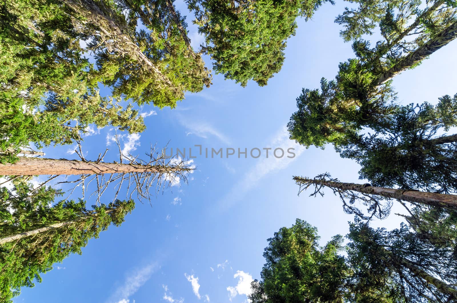 Looking up at towering pine trees