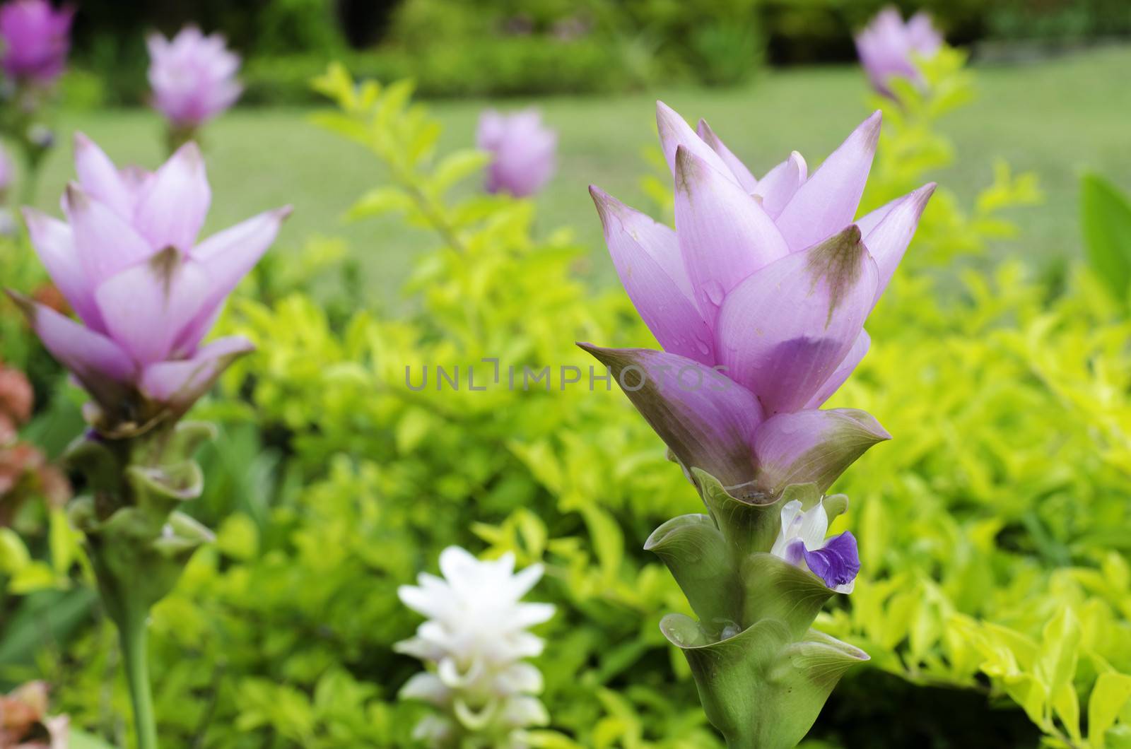 Close up of Siam tulip or summer tulip or dok krajiao(Curcuma alismatifolia) is a tropical plant at Chaiyaphum Province, Thailand