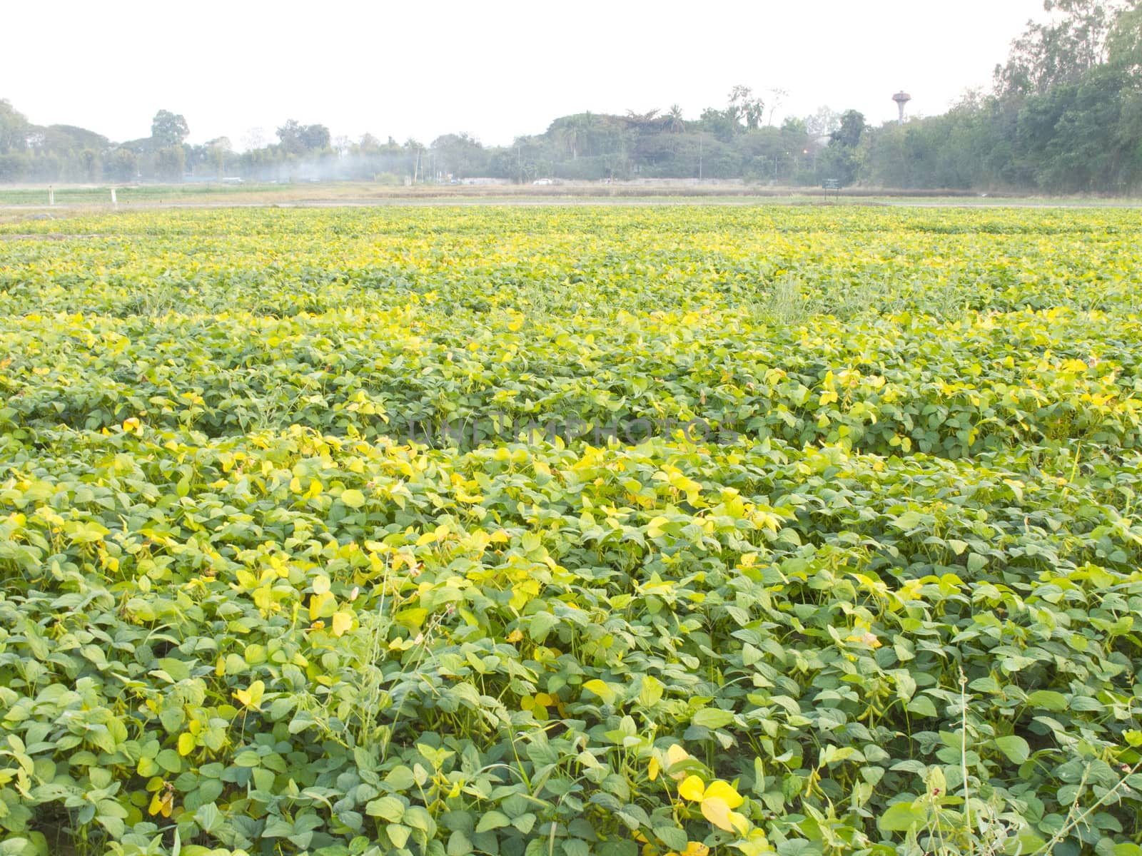 Seedling soybean field in farmland by iampuay