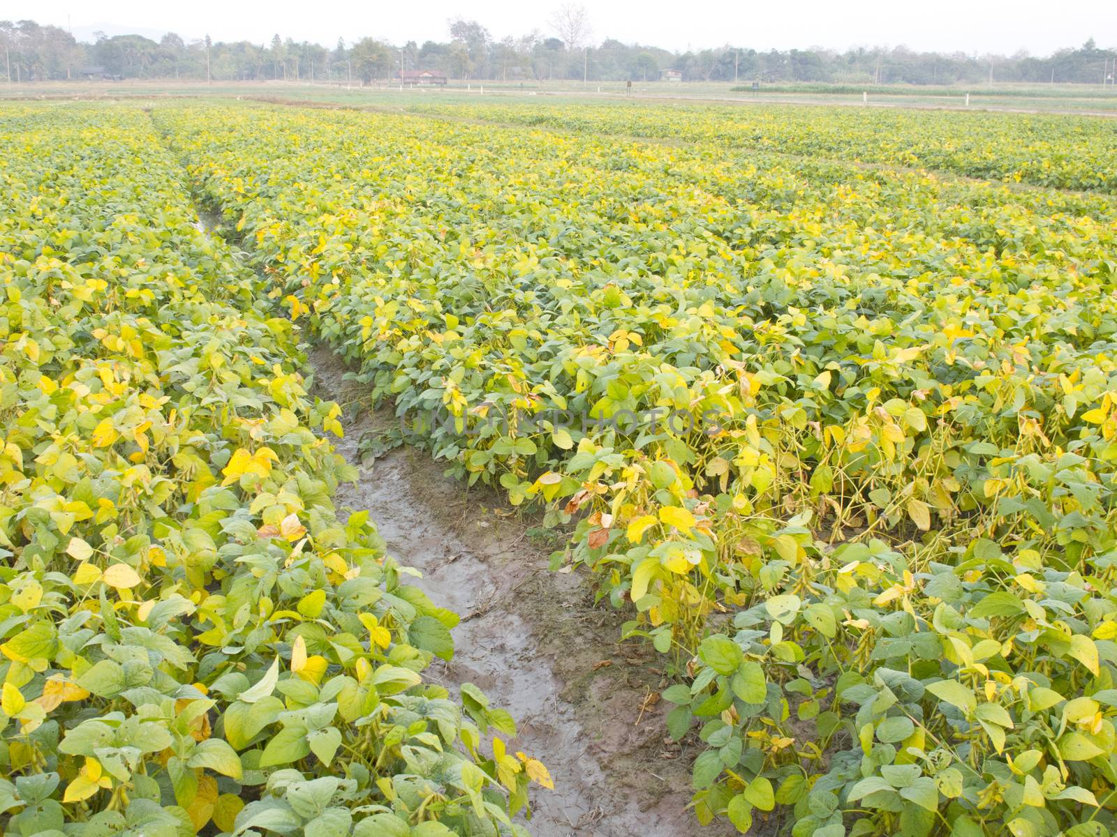 Cultivated seedling soybean field in farmland