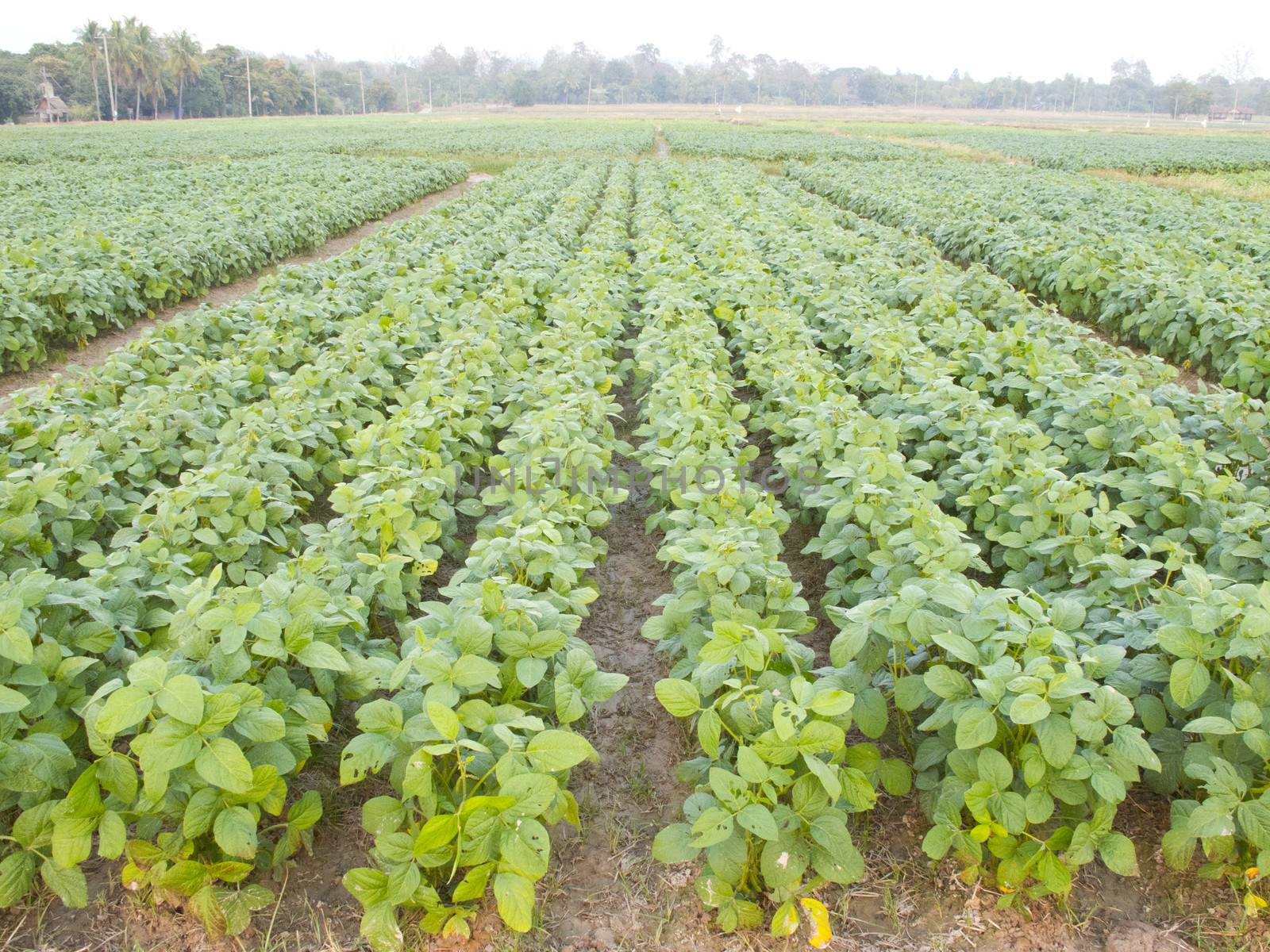 Cultivated seedling soybean field in farmland