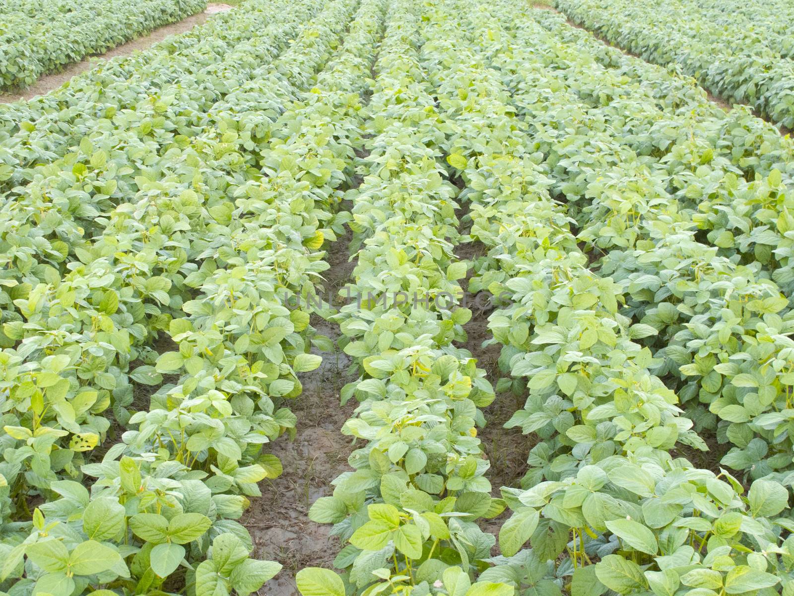 Cultivated seedling soybean field in farmland