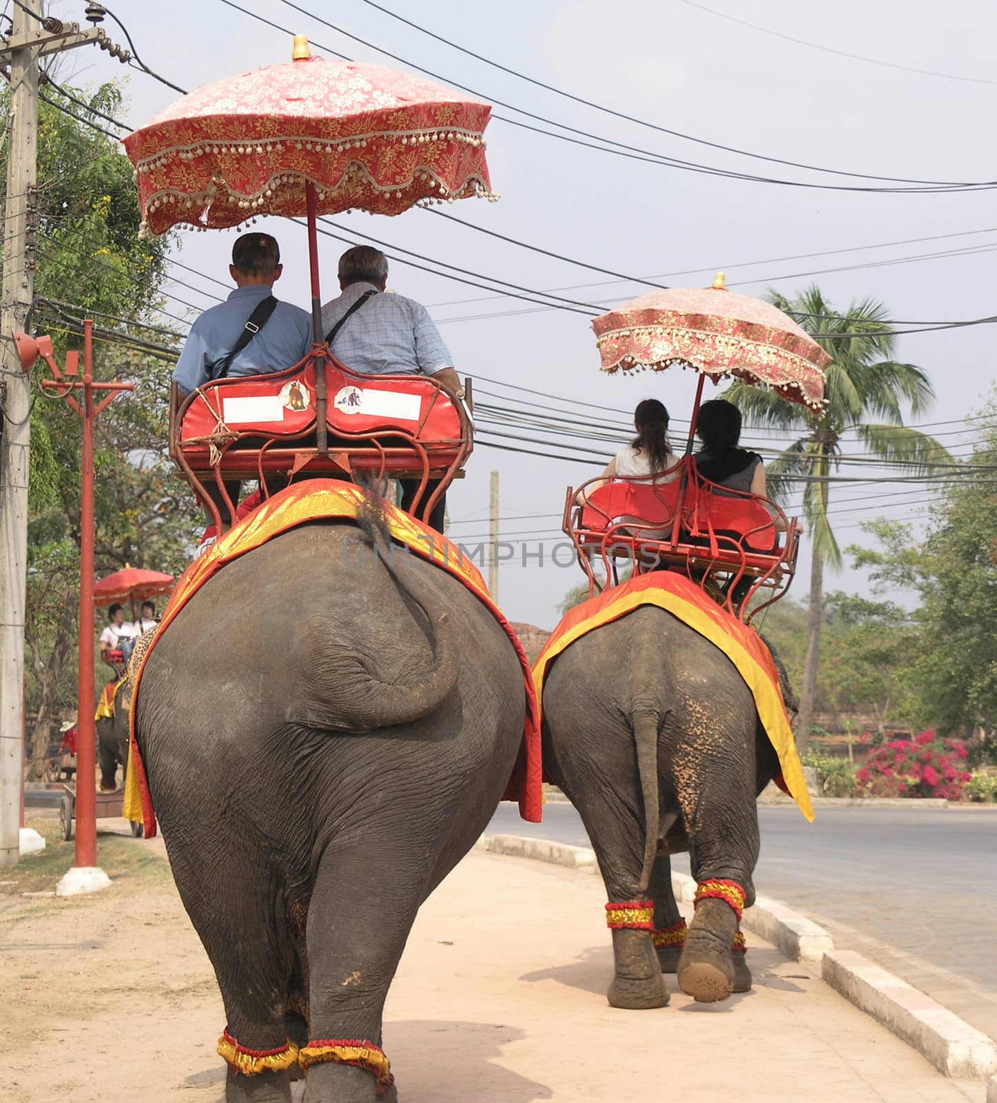 rideing elephants thailand