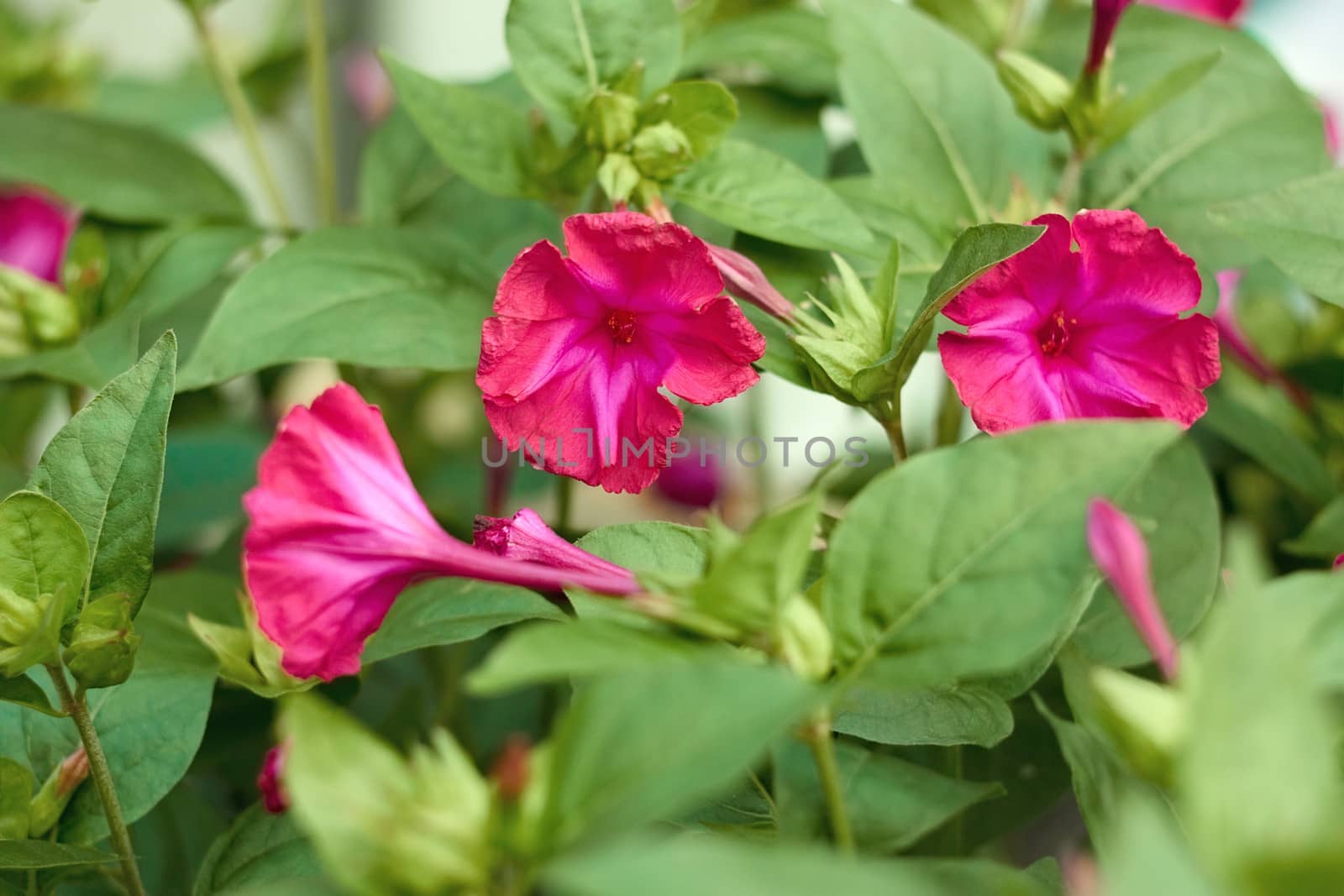 Decorative red flowers blooming in the flower bed