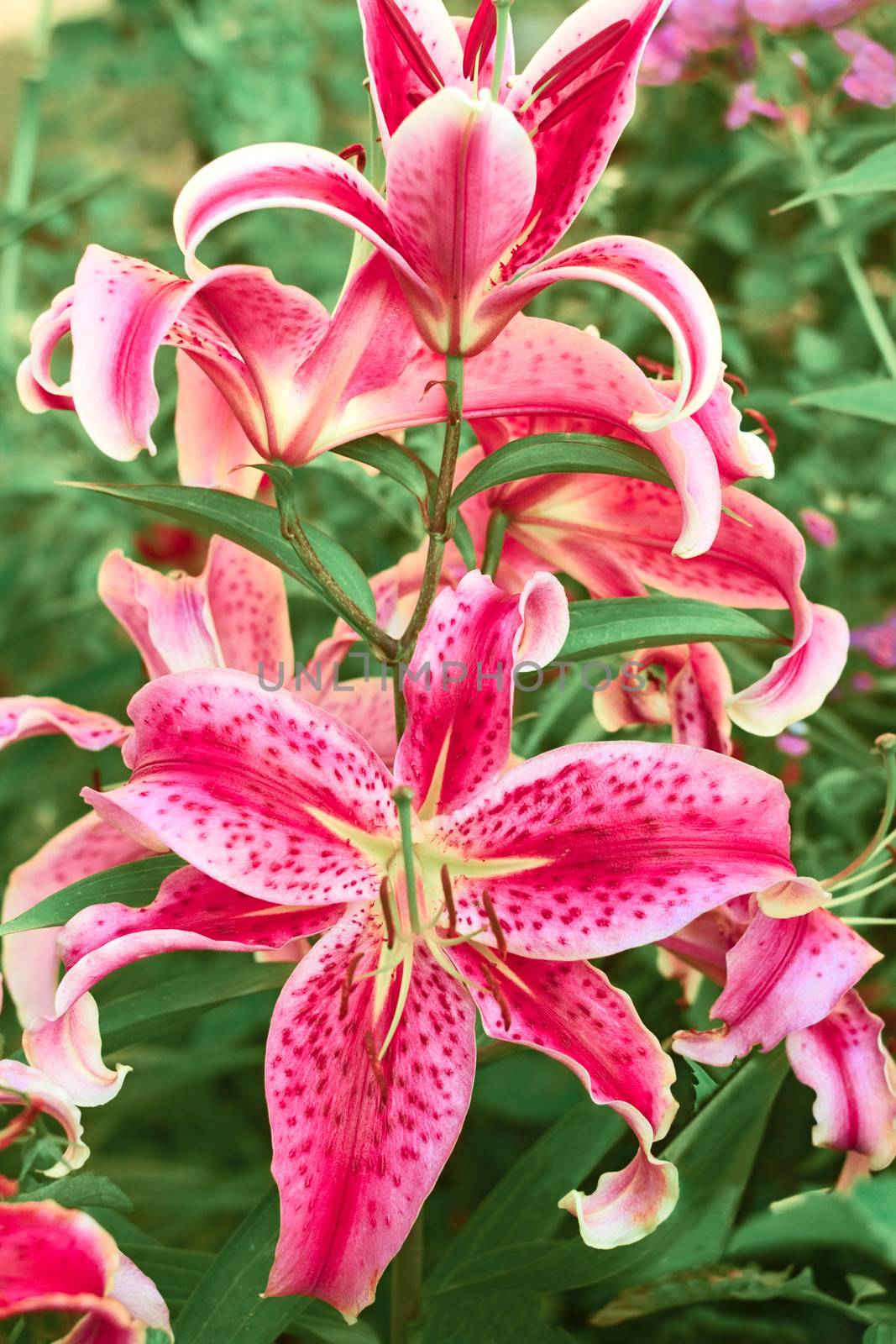 Large pink decorative lily flowers blooming on the flower bed