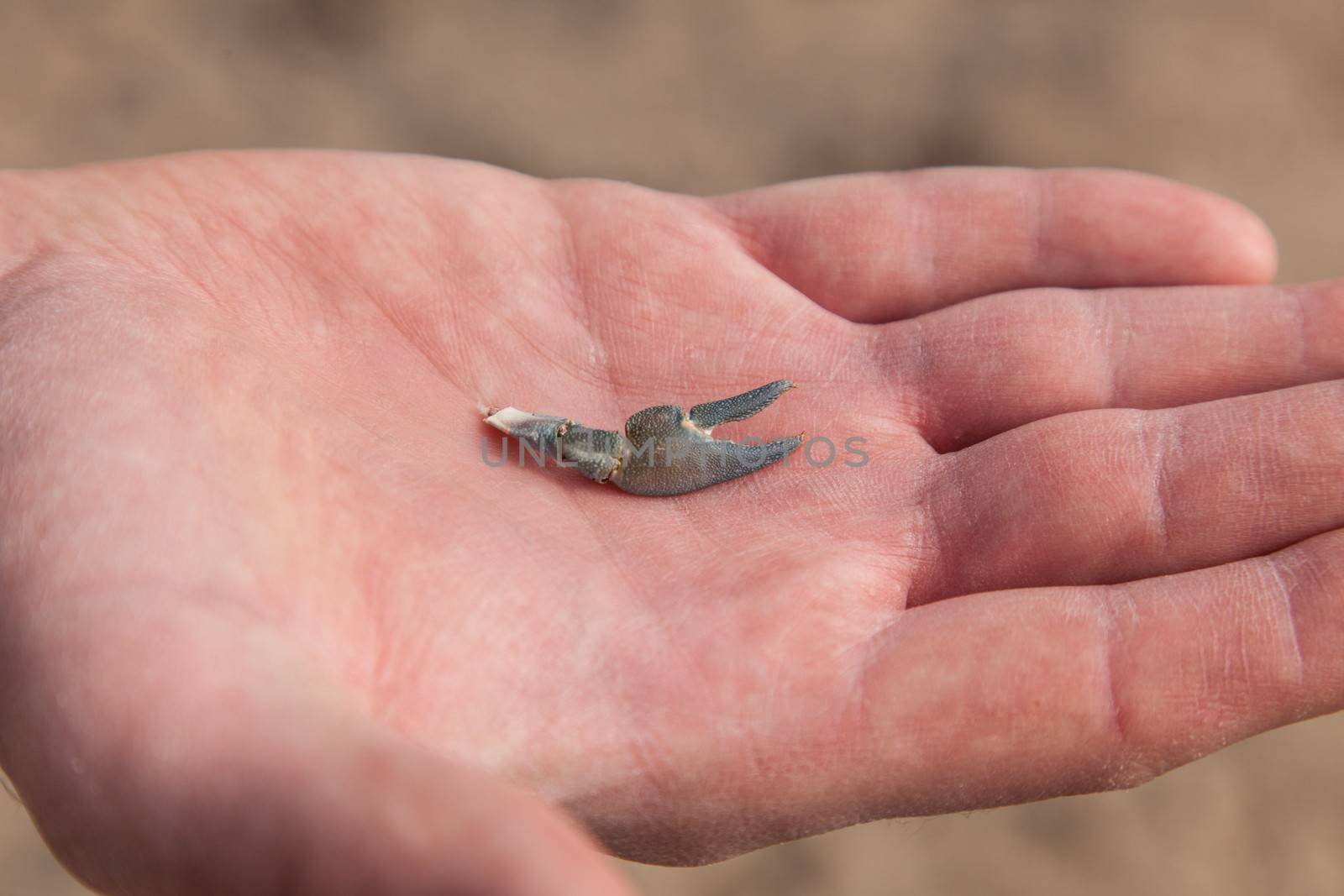 Tiny crab claw found on a beach on human hand for comparison.